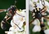 Physocephala rufipes